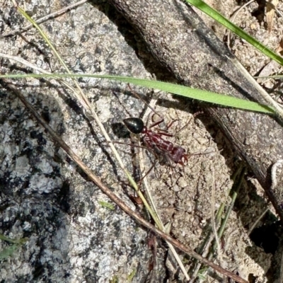 Myrmecia sp. (genus) (Bull ant or Jack Jumper) at Namadgi National Park - 29 Oct 2022 by KMcCue