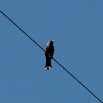 Artamus cyanopterus (Dusky Woodswallow) at Booth, ACT - 29 Oct 2022 by KMcCue