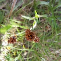 Luzula densiflora (Dense Wood-rush) at Hackett, ACT - 29 Oct 2022 by abread111