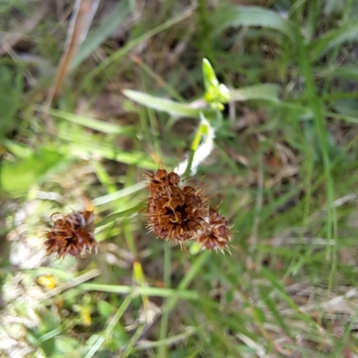 Luzula densiflora (Dense Wood-rush) at Hackett, ACT - 29 Oct 2022 by abread111