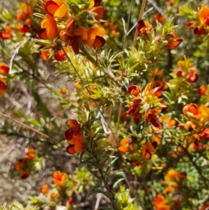 Pultenaea laxiflora at Gundaroo, NSW - 29 Oct 2022