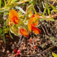 Pultenaea laxiflora at Gundaroo, NSW - 29 Oct 2022
