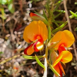 Pultenaea laxiflora at Gundaroo, NSW - 29 Oct 2022