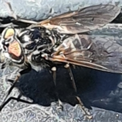 Dasybasis sp. (genus) (A march fly) at Gundaroo, NSW - 29 Oct 2022 by Gunyijan