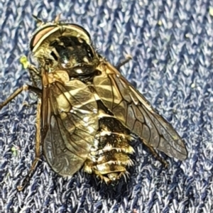 Dasybasis sp. (genus) at Gundaroo, NSW - 29 Oct 2022