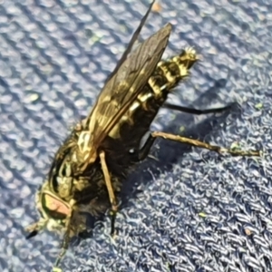 Dasybasis sp. (genus) at Gundaroo, NSW - 29 Oct 2022