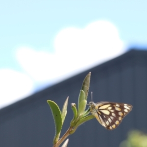 Belenois java at Murrumbateman, NSW - 27 Oct 2022