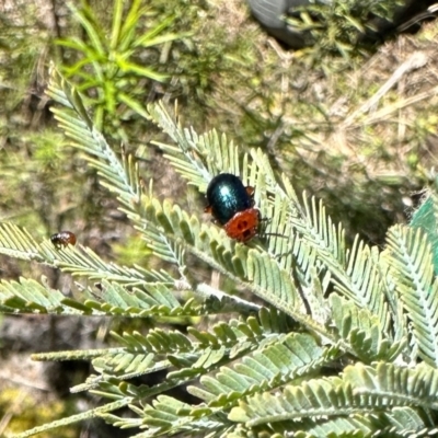 Calomela moorei (Acacia Leaf Beetle) at Booth, ACT - 29 Oct 2022 by KMcCue