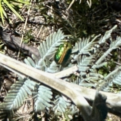 Calomela bartoni (Acacia Leaf Beetle) at Booth, ACT - 29 Oct 2022 by KMcCue