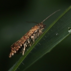 Isochorista panaeolana (A Tortricid moth) at Murrumbateman, NSW - 8 Oct 2022 by amiessmacro