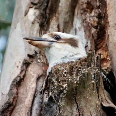 Dacelo novaeguineae (Laughing Kookaburra) at Hughes Grassy Woodland - 29 Oct 2022 by LisaH