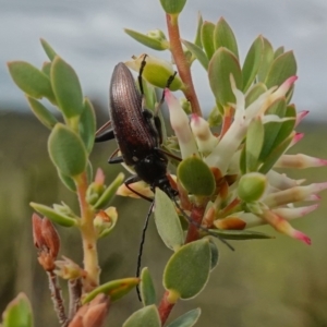 Homotrysis cisteloides at Stromlo, ACT - 24 Oct 2022