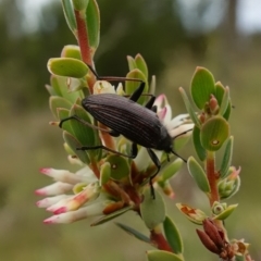 Homotrysis cisteloides at Stromlo, ACT - 24 Oct 2022