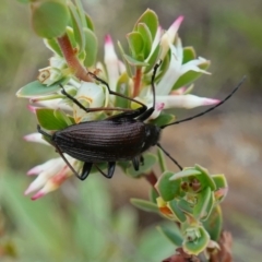 Homotrysis cisteloides at Stromlo, ACT - 24 Oct 2022