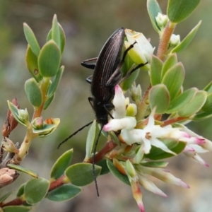 Homotrysis cisteloides at Stromlo, ACT - 24 Oct 2022