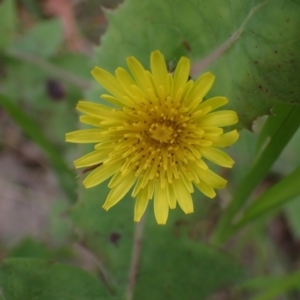 Sonchus oleraceus at Boorowa, NSW - 1 Oct 2022 12:33 PM