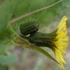 Sonchus oleraceus at Boorowa, NSW - 1 Oct 2022 12:33 PM