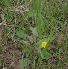 Sonchus oleraceus at Boorowa, NSW - 1 Oct 2022 12:33 PM