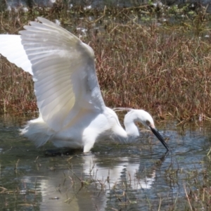 Egretta garzetta at Fyshwick, ACT - 29 Oct 2022