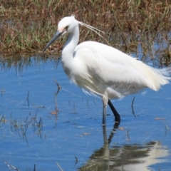 Egretta garzetta at Fyshwick, ACT - 29 Oct 2022