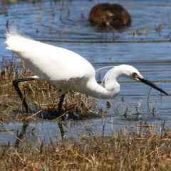 Egretta garzetta at Fyshwick, ACT - 29 Oct 2022