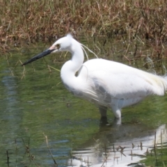 Egretta garzetta at Fyshwick, ACT - 29 Oct 2022