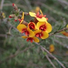 Dillwynia sericea (Egg And Bacon Peas) at Godfreys Creek, NSW - 1 Oct 2022 by drakes