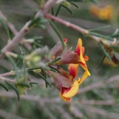 Dillwynia sericea at Godfreys Creek, NSW - 1 Oct 2022