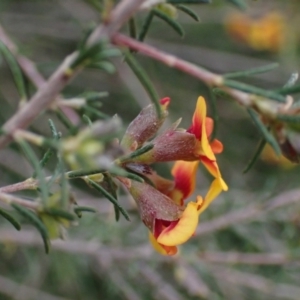 Dillwynia sericea at Godfreys Creek, NSW - 1 Oct 2022