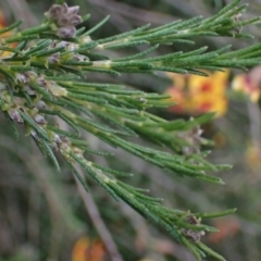 Dillwynia sericea at Godfreys Creek, NSW - 1 Oct 2022