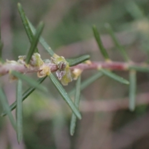 Dillwynia sericea at Godfreys Creek, NSW - 1 Oct 2022