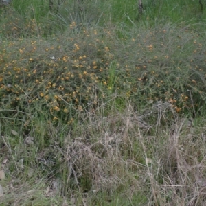 Dillwynia sericea at Godfreys Creek, NSW - 1 Oct 2022