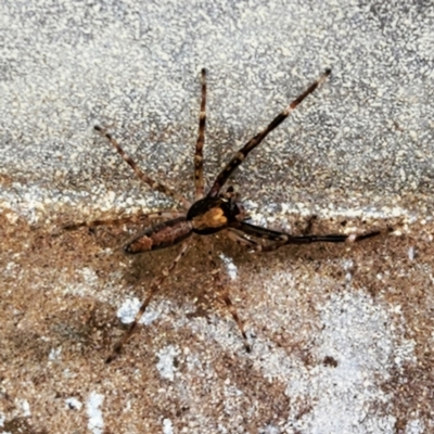 Helpis minitabunda (Threatening jumping spider) at Macquarie, ACT - 29 Oct 2022 by NathanaelC