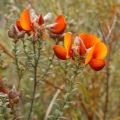 Mirbelia oxylobioides (Mountain Mirbelia) at Lower Molonglo - 24 Oct 2022 by RobG1