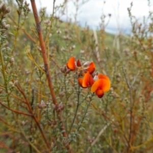 Mirbelia oxylobioides at Stromlo, ACT - 24 Oct 2022