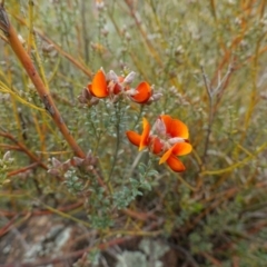 Mirbelia oxylobioides at Stromlo, ACT - 24 Oct 2022