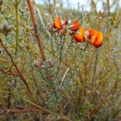 Mirbelia oxylobioides at Stromlo, ACT - 24 Oct 2022