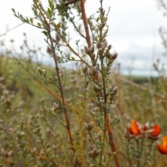 Mirbelia oxylobioides at Stromlo, ACT - 24 Oct 2022