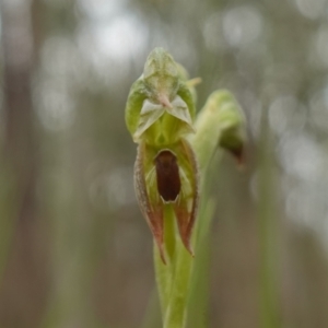 Oligochaetochilus aciculiformis at Stromlo, ACT - 24 Oct 2022