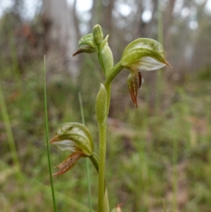 Oligochaetochilus aciculiformis at Stromlo, ACT - 24 Oct 2022