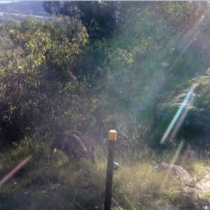 Macropus giganteus at Kambah, ACT - 1 May 2022