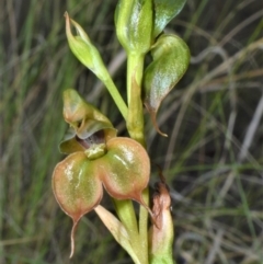 Pterostylis gibbosa (Illawarra Greenhood) at Croom, NSW - 25 Oct 2022 by plants