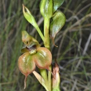 Pterostylis gibbosa at Croom, NSW - suppressed