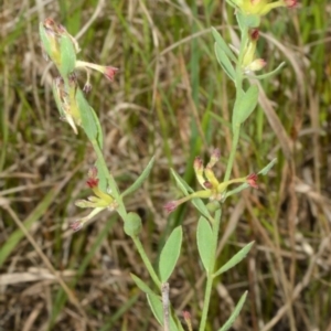 Pimelea curviflora var. curviflora at Croom, NSW - 28 Oct 2022 09:03 PM