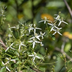 Clematis glycinoides at Bargo, NSW - 27 Oct 2022 09:47 AM