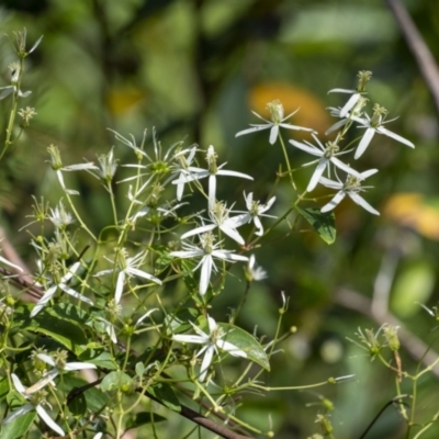 Clematis glycinoides (Headache Vine) at Wollondilly Local Government Area - 26 Oct 2022 by Aussiegall