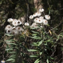 Coronidium elatum subsp. elatum (Tall Everlasting) at Tahmoor, NSW - 27 Oct 2022 by Aussiegall