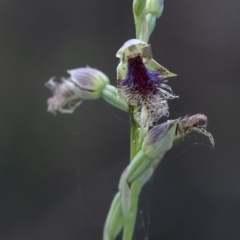 Calochilus platychilus (Purple Beard Orchid) at Buxton, NSW - 27 Oct 2022 by Aussiegall