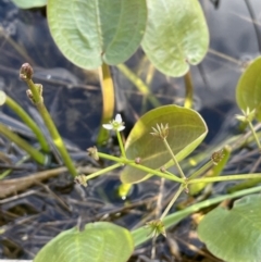 Damasonium minus (Starfruit) at Lake George, NSW - 29 Oct 2022 by JaneR