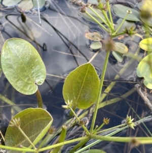 Damasonium minus at Lake George, NSW - 29 Oct 2022 04:30 PM